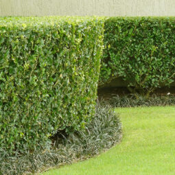 Lawn-care-photo-2